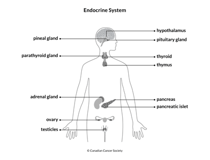 Diagram of the endocrine system
