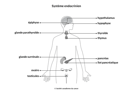 Schéma du système endocrinien