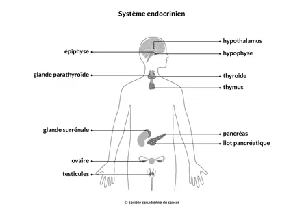 Schéma du système endocrinien