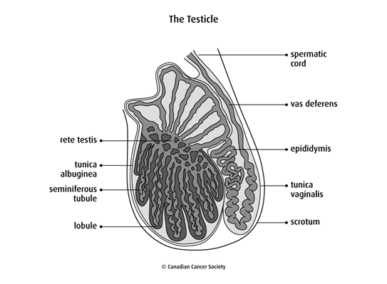 Testicles big human 
