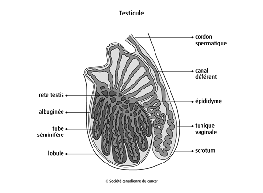 Schéma du testicule
