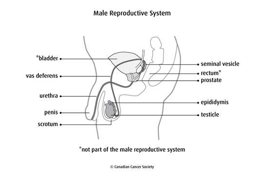 male anatomy diagram for kids