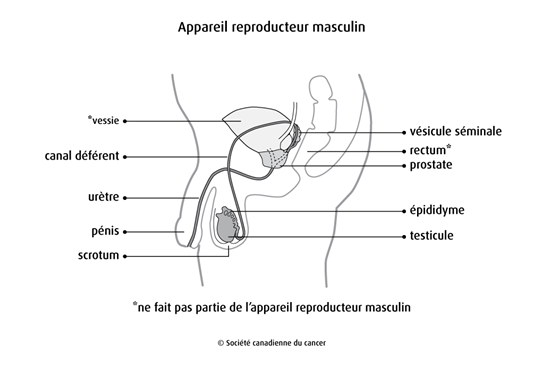 Schéma de l'appareil reproducteur masculin