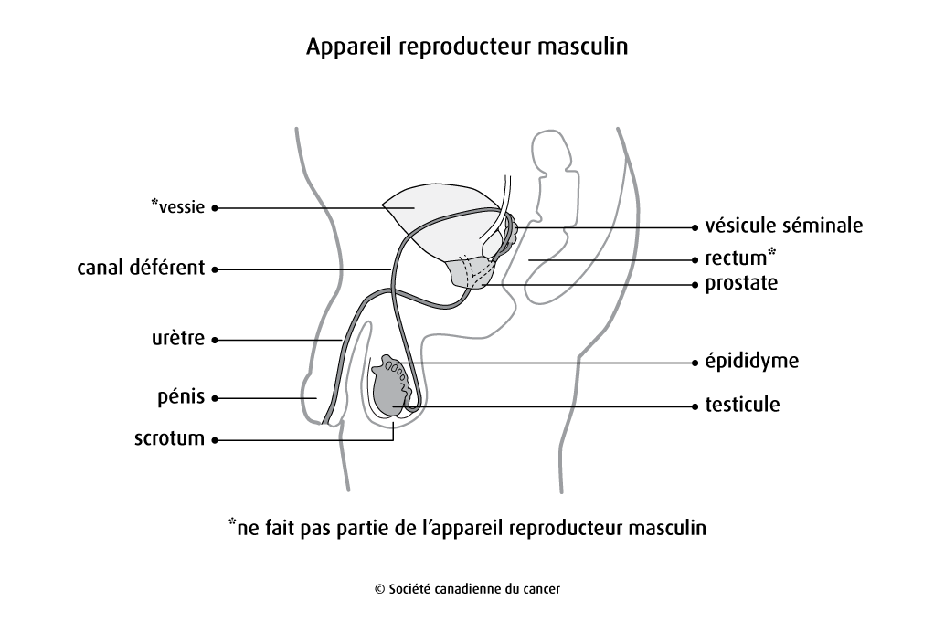 Schéma de l'appareil reproducteur masculin