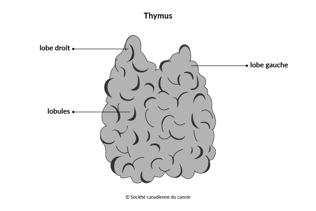 Schéma du thymus