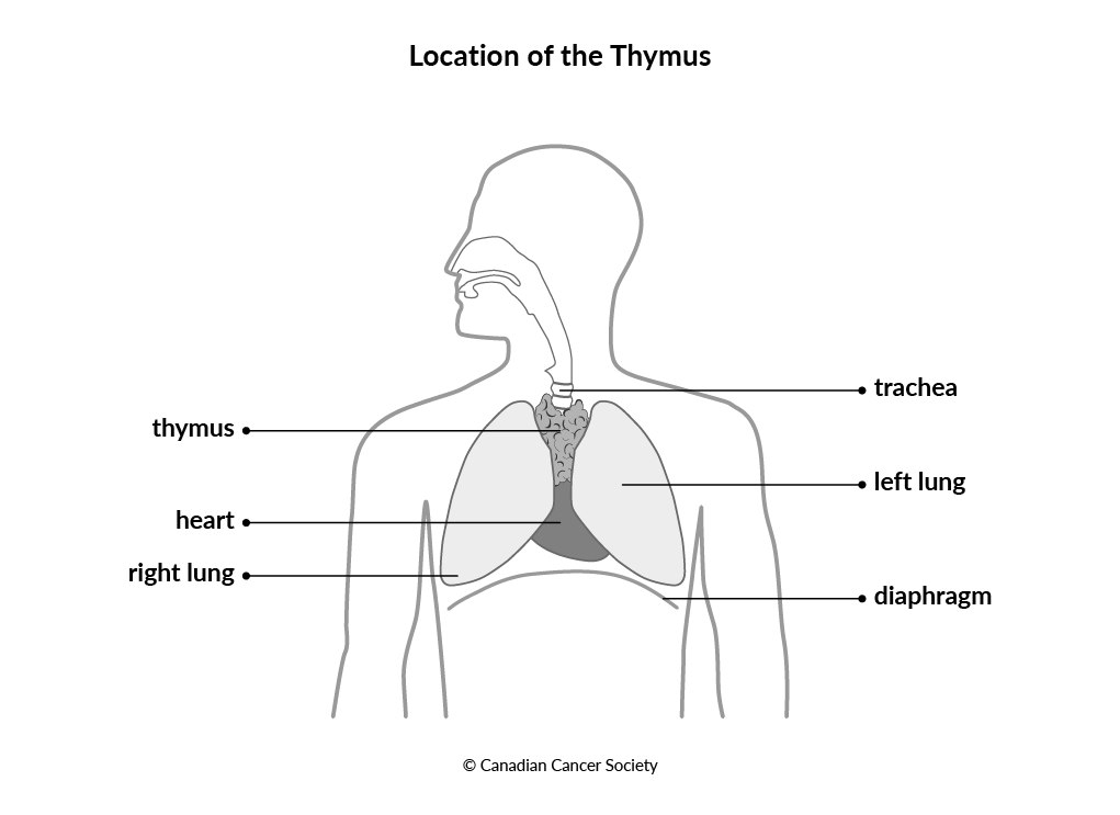 Diagram of the location of the thymus