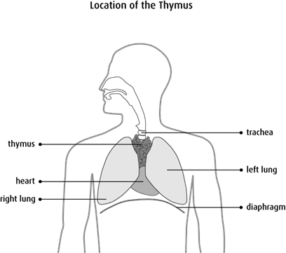 Diagram of the location of the thymus