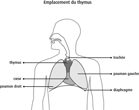 Schéma de l'emplacement du thymus