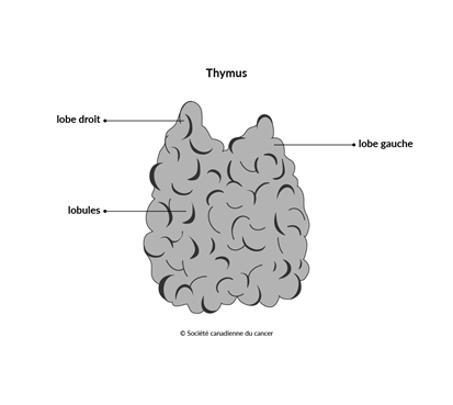 Schéma du thymus