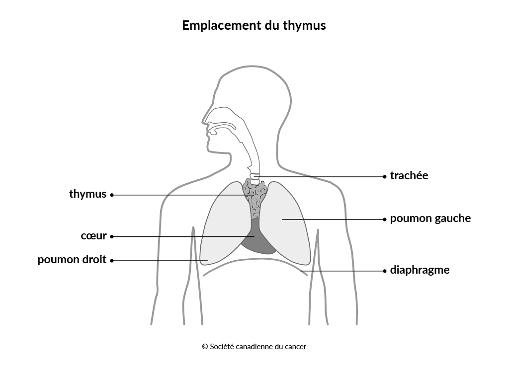Schéma de l’emplacement du thymus