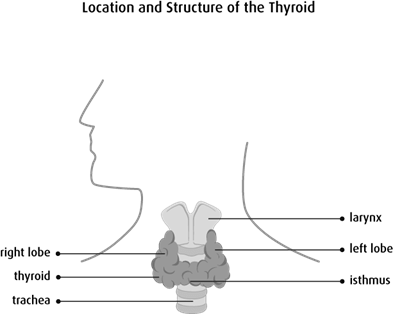Diagram of the location and structure of the thyroid