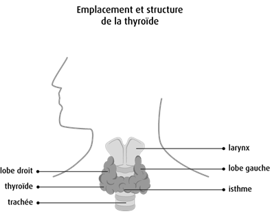 Schéma de l'emplacement et de la structure de la thyroïde