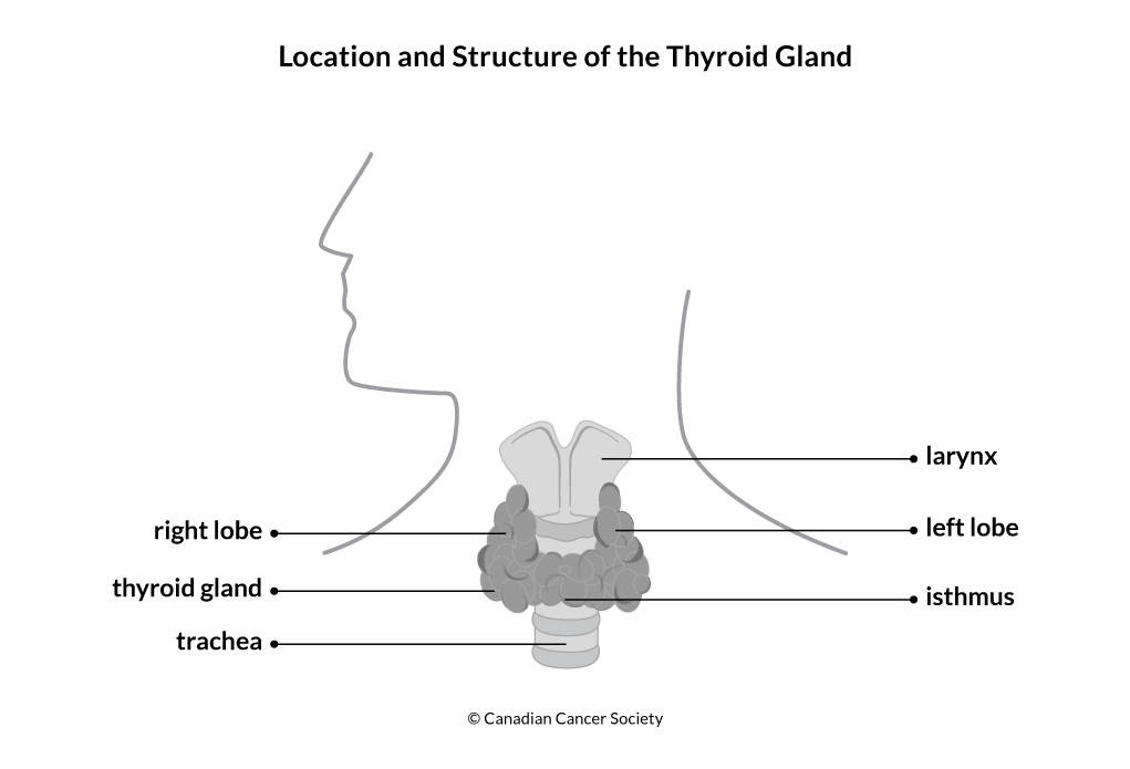 Diagram of the location and structure of the thyroid gland