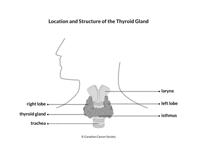 Diagram of the location and structure of the thyroid gland