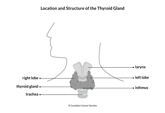 Diagram of the location and structure of the thyroid gland