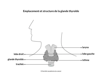 Schéma de l'emplacement et de la structure de la thyroïde
