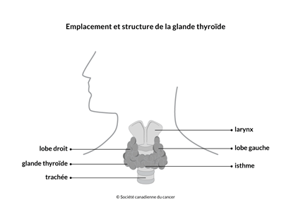 Schéma de l'emplacement et de la structure de la thyroïde