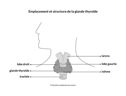 Schéma de l'emplacement et de la structure de la thyroïde