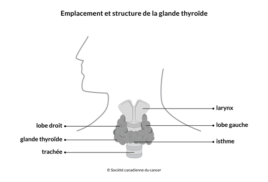 Schéma de l'emplacement et de la structure de la glande thyroïde
