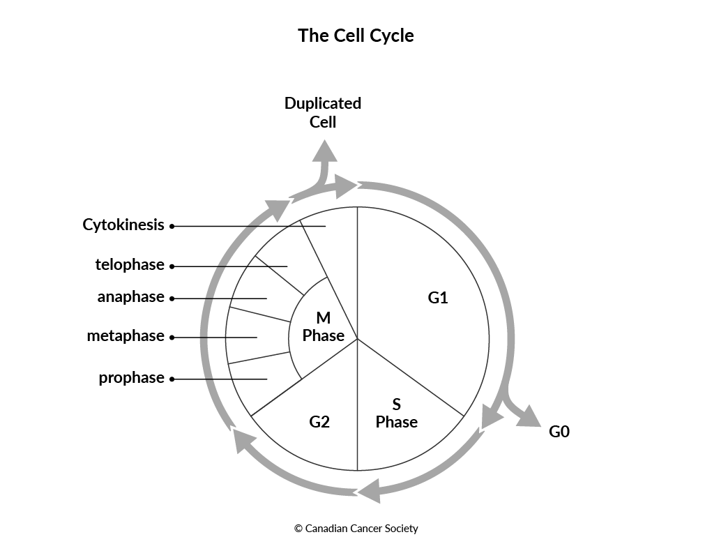 Diagram of the cell cycle