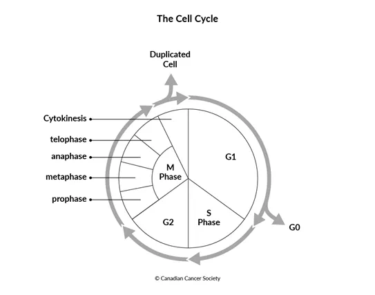 Diagram of the cell cycle