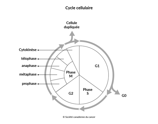 Schéma du cycle cellulaire