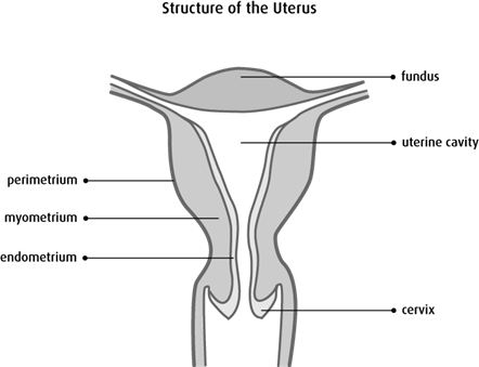 Diagram of the structure of the uterus