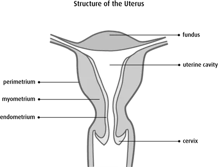 Diagram of the structure of the uterus