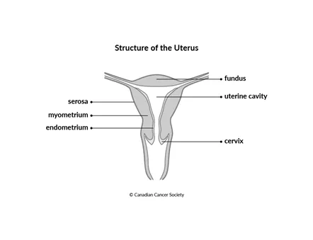Diagram of the structure of the uterus