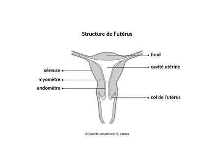 Schéma de la structure de l'utérus