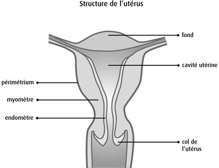 Schéma de la structure de l'utérus