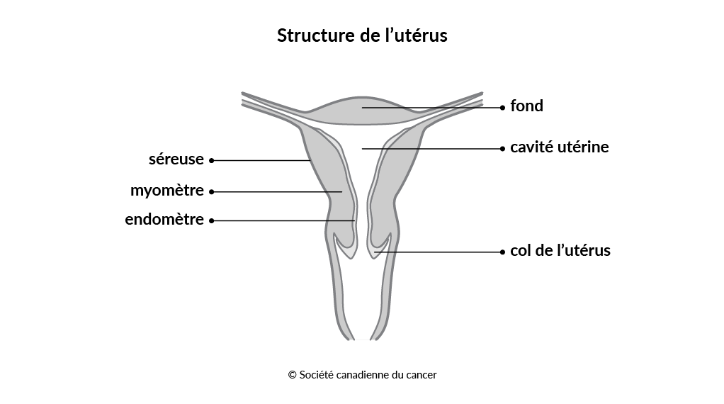  Schéma de la structure de l'utérus 