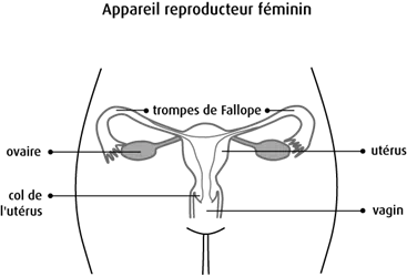 Schéma de l'appareil reproducteur féminin