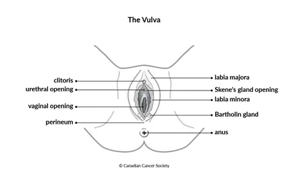 Diagram of the vulva
