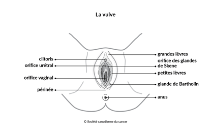 Schéma de la vulve