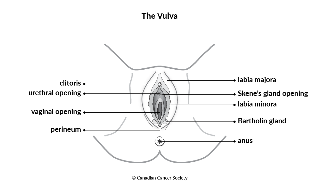 Diagram of the vulva