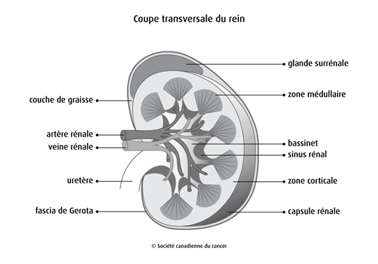 Schéma de la coupe transversale du rein