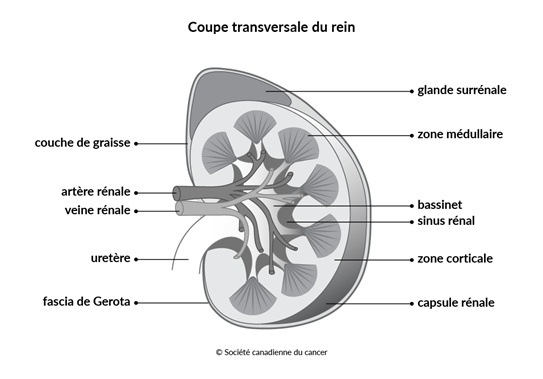 Schéma de la coupe transversale du rein