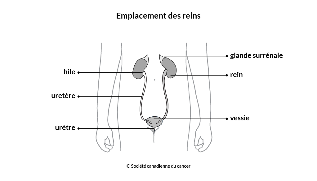 Schéma de l’emplacement des reins