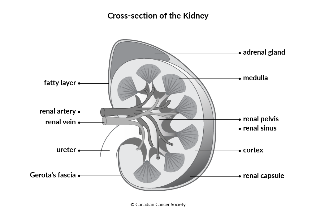 Diagram of the cross-section of the kidney