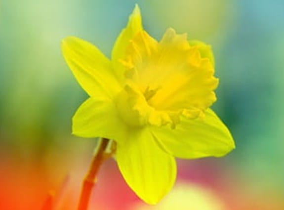 A single daffodil on an obscured field