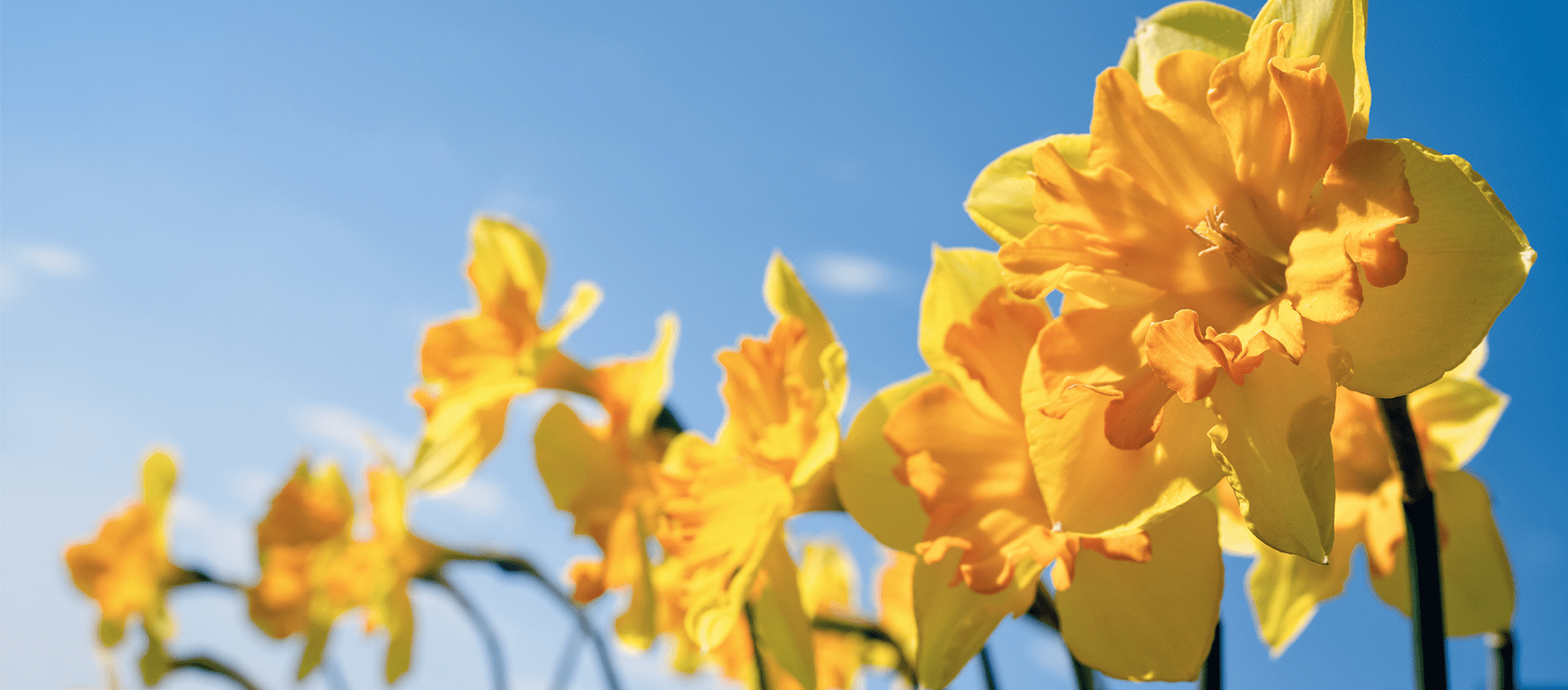 daffodils