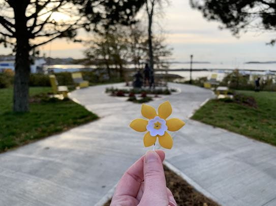 A daffodil pin is being held up with the daffodil garden in the background