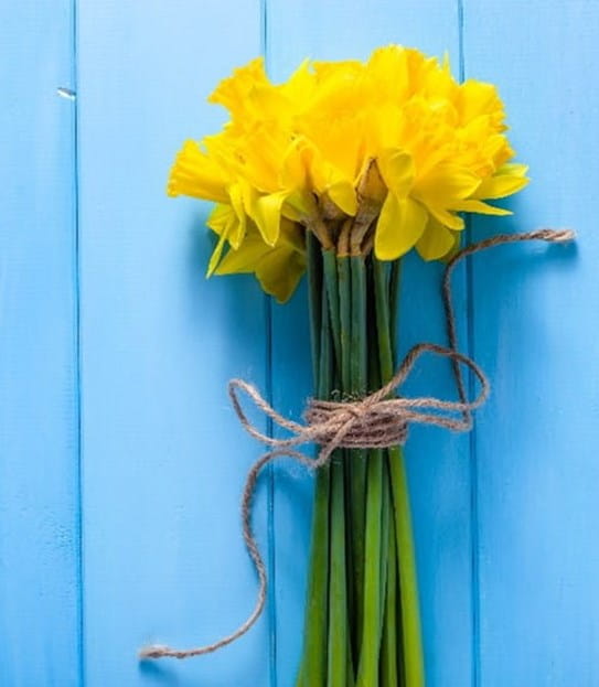 A bouquet of Daffodils set against a blue painted backdrop