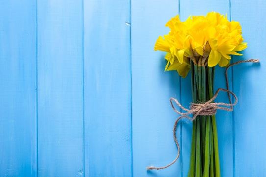 A bouquet of Daffodils set against a blue painted backdrop