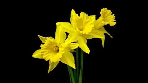 A bouquet of three daffodils