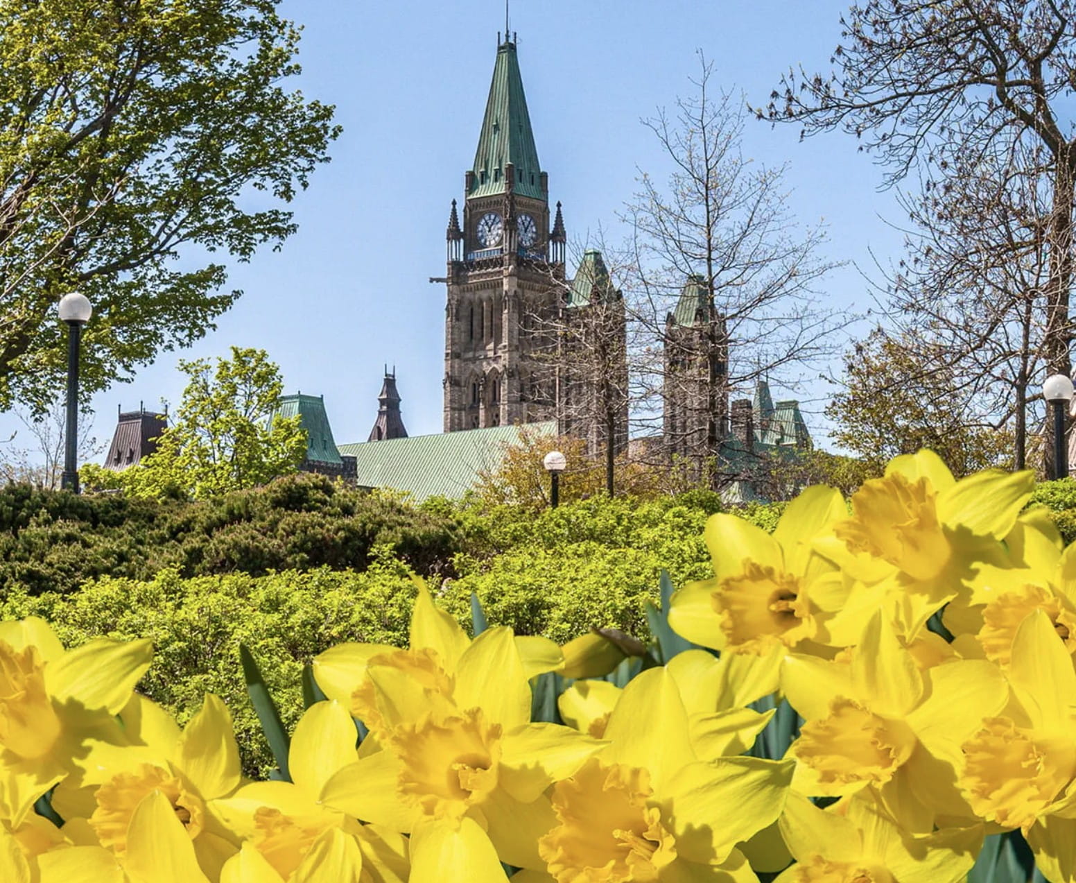 Un parterre de jonquilles jaunes au premier plan, avec des arbres et la colline du Parlement à Ottawa visibles à l'arrière-plan par une journée ensoleillée.