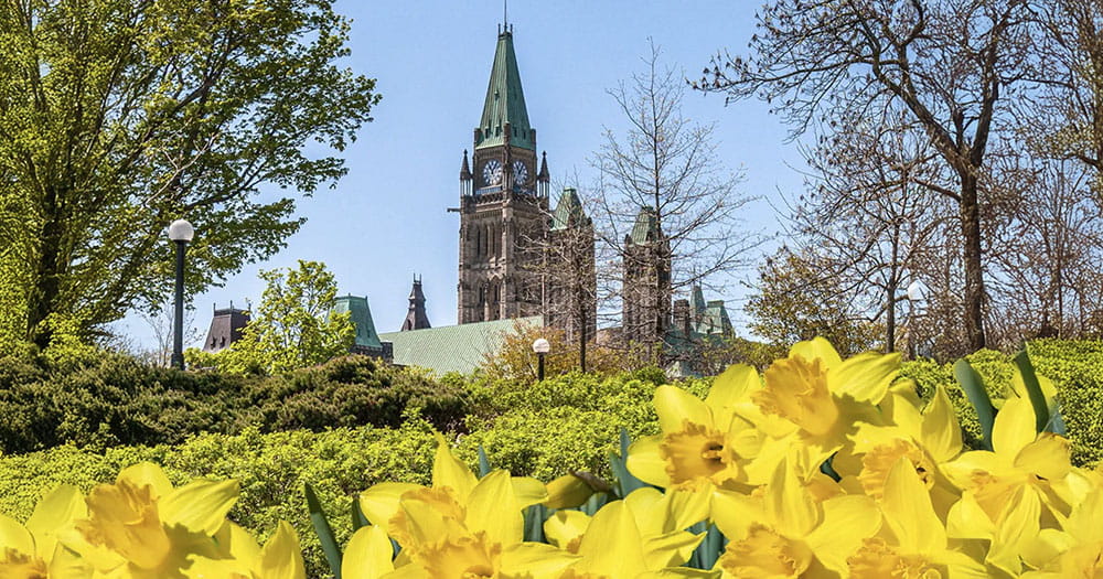 Parliament hill surrounded by blooming daffodils.