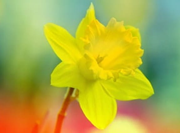 a single daffodil on an obscured field