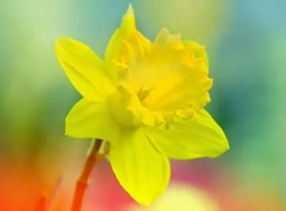a single daffodil on an obscured field